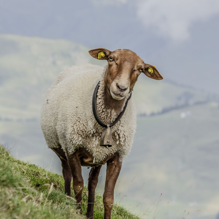 Schafabtrieb | © saalbach.com Schafabtrieb | © saalbach.com