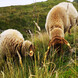 Schafabtrieb | © Saalbach.com Schafabtrieb | © Saalbach.com