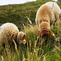 Schafabtrieb | © Saalbach.com