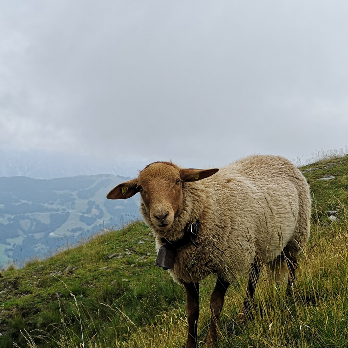 Schafabtrieb | © saalbach.com Schafabtrieb | © saalbach.com