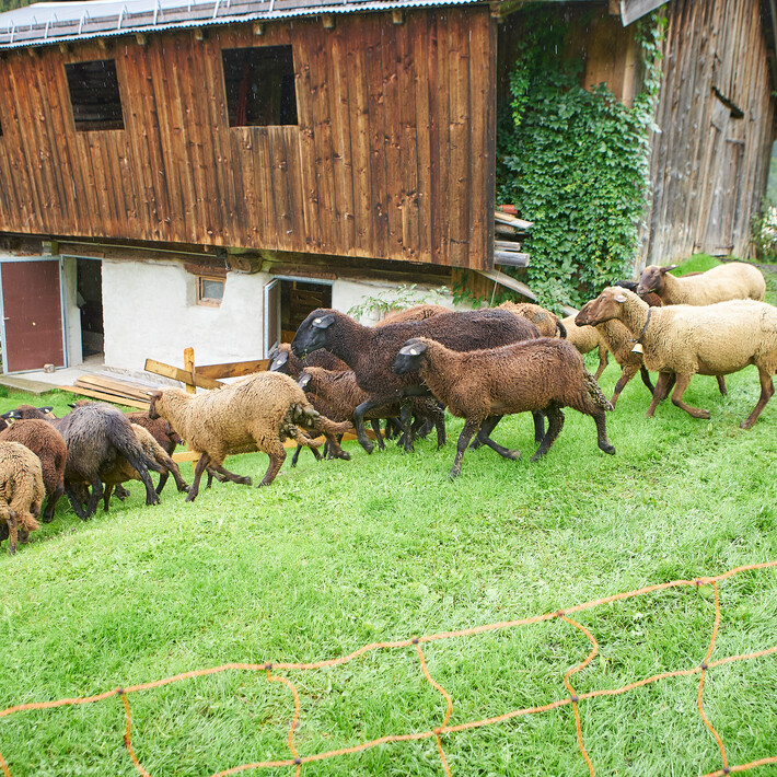 Heimkehr der Schafe auf den Hof - Vorderglemmer Schafabtrieb | © Liebe Heimat