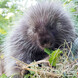© ZooSBG _ Angie Köppl © ZooSBG _ Angie Köppl