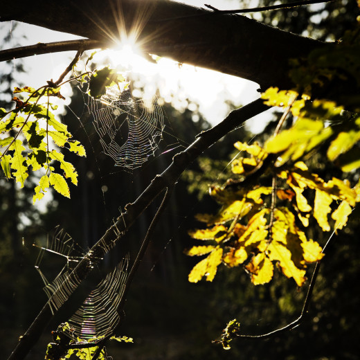 Saalbach Summer Bike Enduro Downhill Mountainbike | © saalbach.com