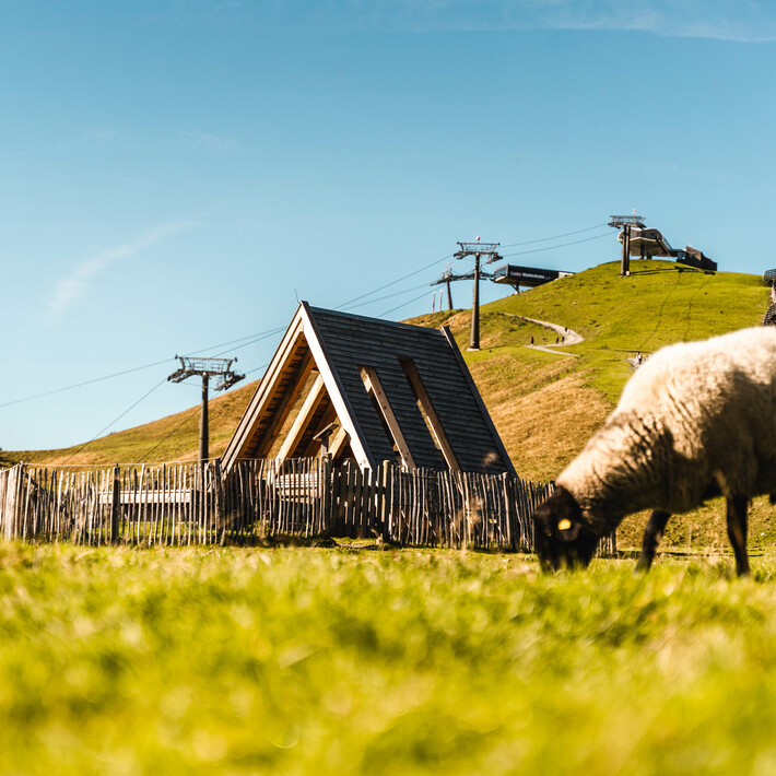 Berg der Sinne Leogang | © Michael Geißler