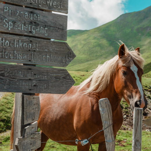 Tierische Begleiter entlang des Weges | © Thorsten Günthert