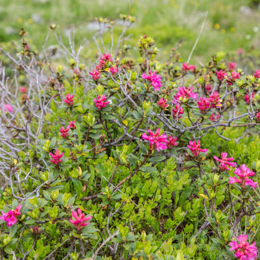 Alpenrosen im Aufstieg zum Tristkogel | © Thorsten Günthert