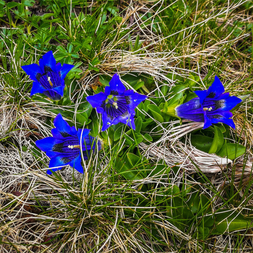 Blooming gentians by the wayside Blooming gentians by the wayside