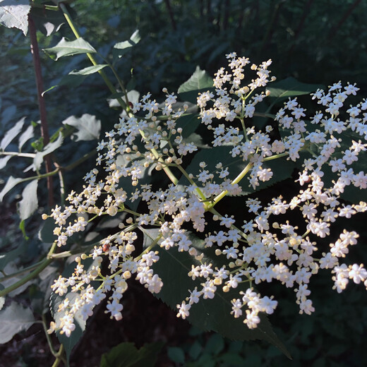 This bloom already belongs to somebug else :)  | © saalbach.com This bloom already belongs to somebug else :)  | © saalbach.com