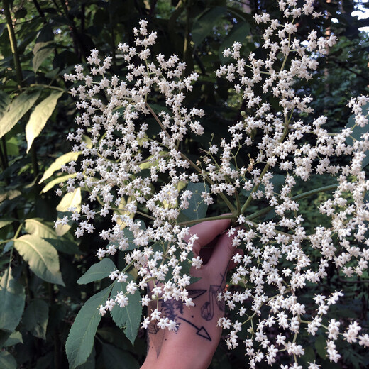 Look out for these flowers!  | © saalbach.com Look out for these flowers!  | © saalbach.com