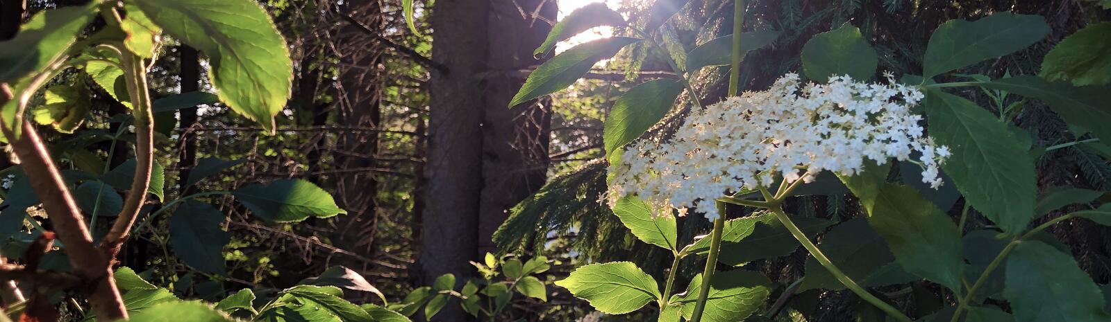 Elderflowers bloom in spring | © saalbach.com