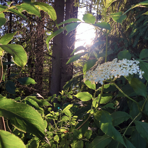 Elderflowers bloom in spring | © saalbach.com Elderflowers bloom in spring | © saalbach.com