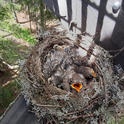 Das Vogelnest. | © Bianca Passrugger Lörgetbauer