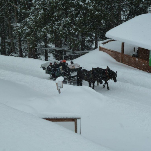 Den Rückweg von der Lindlingalm kann man bequem am Pferdeschlitten zurücklegen. | © Privat