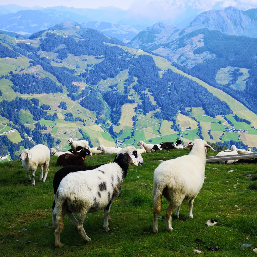 Schafe am Westgipfel Schafe am Westgipfel