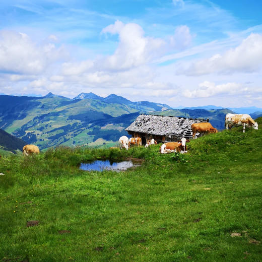 Alter Kuhstadl mit Wellnessbereich ;) Alter Kuhstadl mit Wellnessbereich ;)