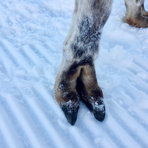 llama hoof | © loopingmagazin