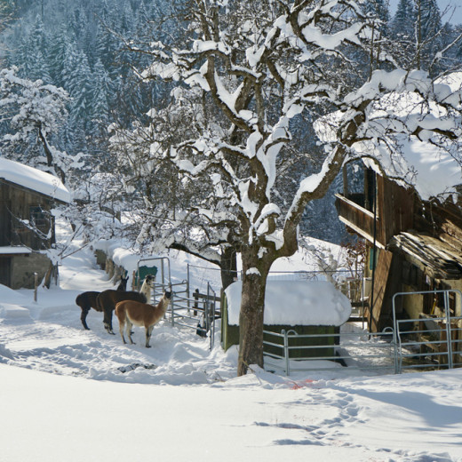 Lucky llamas, to live in this scenery | © loopingmagazin