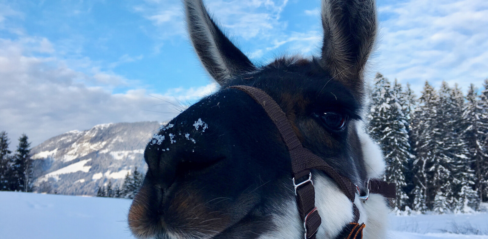 Lama-Trekking | © loopingmagazin