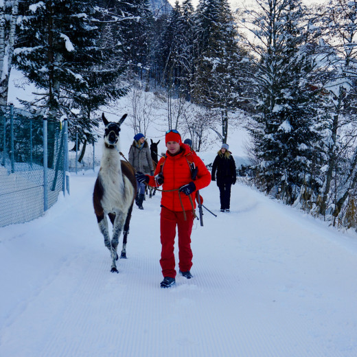 Hiking with llamas | © loopingmagazin
