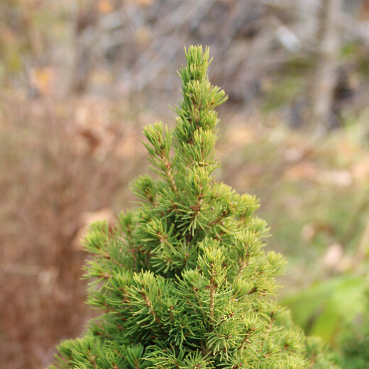 Alpine tradition: Local wintergreen trees