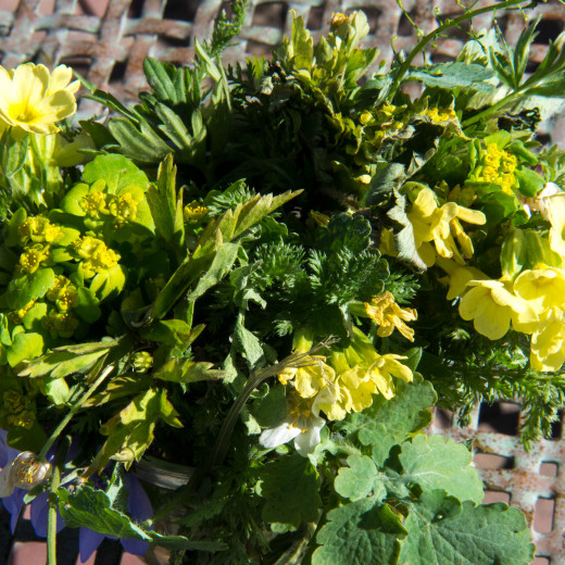 Herbs for dyeing | © Edith Danzer