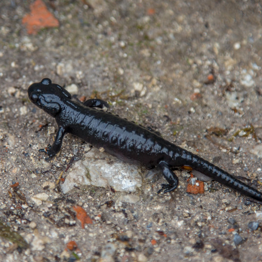 Alpensalamander kommen nur beim Regen raus | © Best Mountain Artists