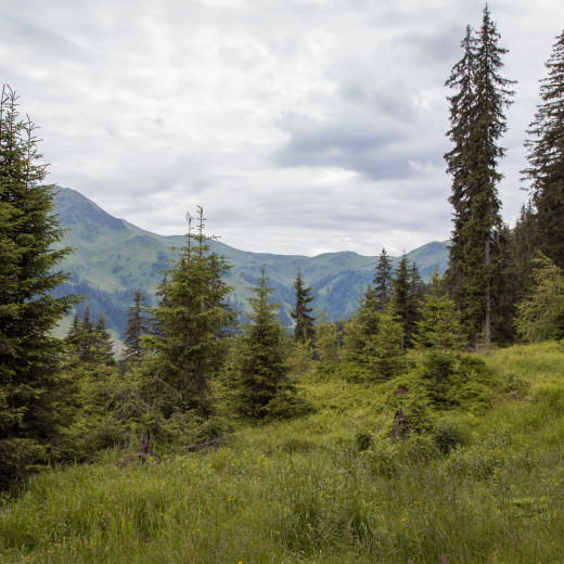 Im Abstieg zur Ellmau Alm | © Best Mountain Artists