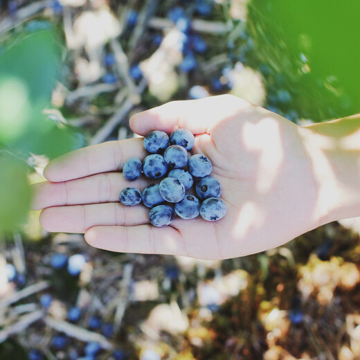 Heidelbeeren | © Farsai Chaikulngamdee