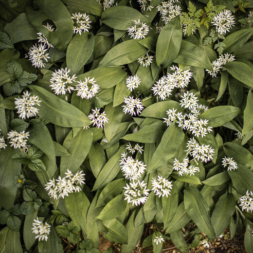 Bärlauch | © Corina Rainer