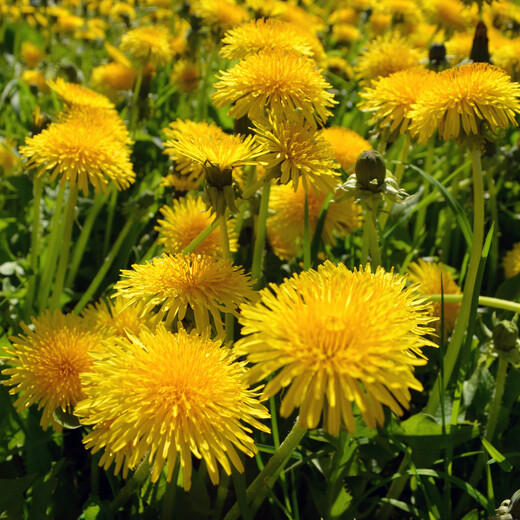 Löwenzahn | © Viridi Green