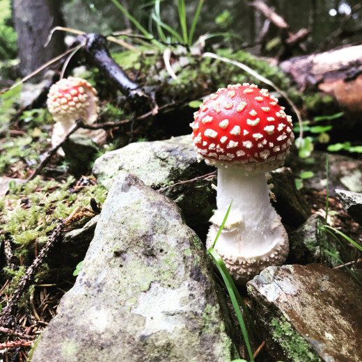 Fly agaric mushroom | © Christian Danzer