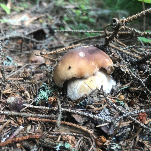 Porcini mushroom | © Edith Danzer