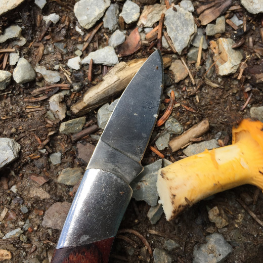 Picking or cutting - a matter of opinion. | © Edith Danzer