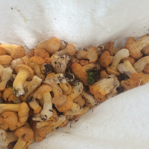 Transport mushrooms in a linen bag. | © Edith Danzer