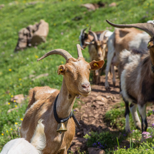 Goats on Spielberghorn | © BMA Thorsten Günthert