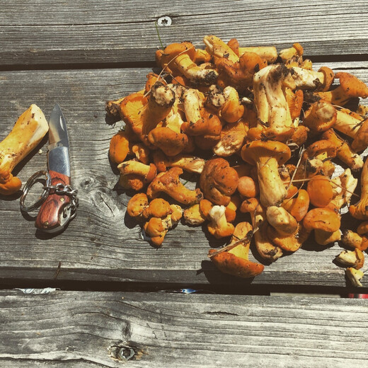 Frisch gepflückte Eierschwammerl | © Edith Danzer Frisch gepflückte Eierschwammerl | © Edith Danzer