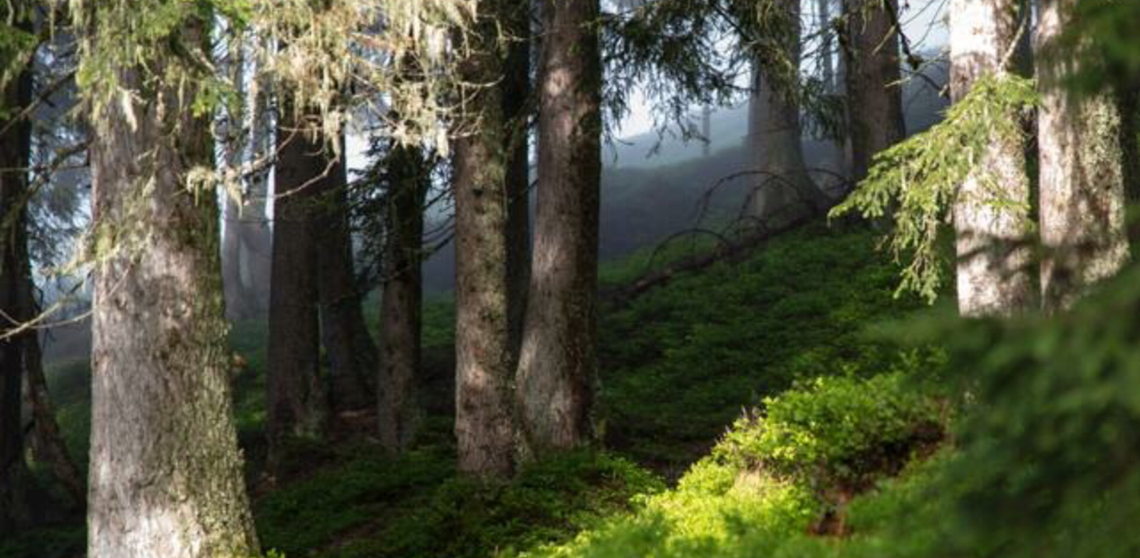 Waldwellness am Reiterkogel | © Edith Danzer