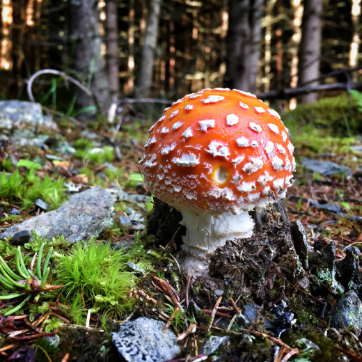 Fliegenpilz im Wald. | © Edith Danzer Fliegenpilz im Wald. | © Edith Danzer