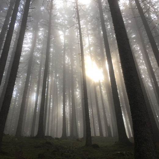 Auch bei Regen ist der Wald faszinierend. | © Edith Danzer Auch bei Regen ist der Wald faszinierend. | © Edith Danzer