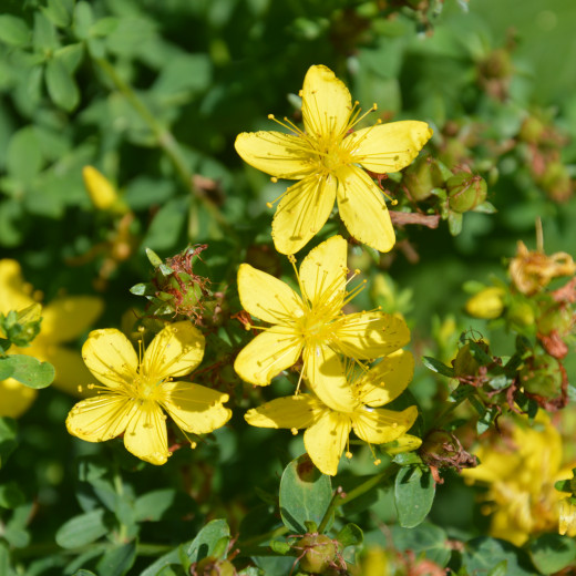 Johanniskraut | © c Susanne Mitterer Johanniskraut | © c Susanne Mitterer