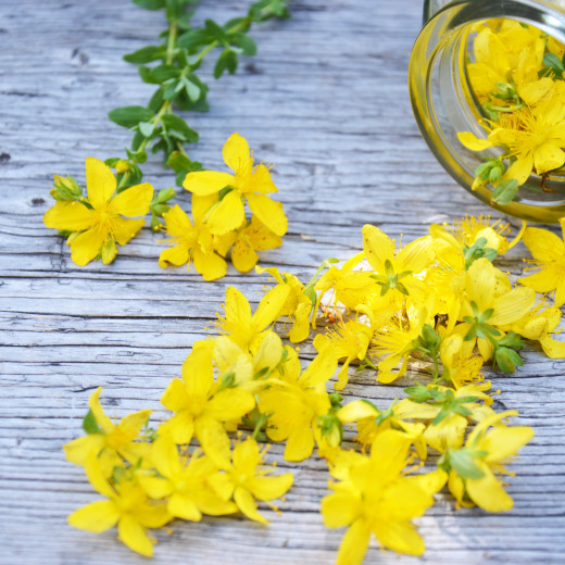 das magische Johanniskraut | © Susanne Mitterer das magische Johanniskraut | © Susanne Mitterer
