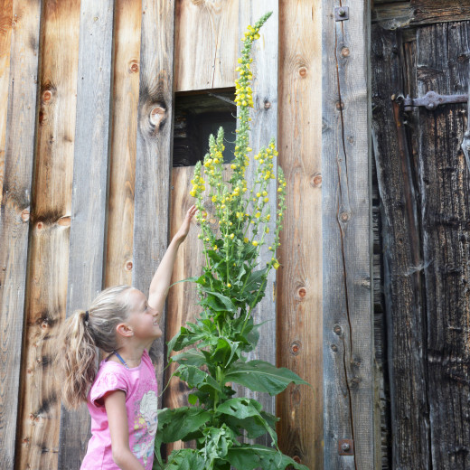 Wie hoch ist die Königskerze? | © Susanne Mitterer Wie hoch ist die Königskerze? | © Susanne Mitterer
