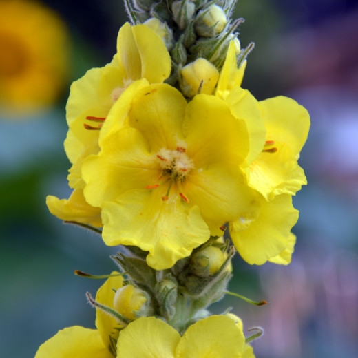 Die Königskerze | © Susanne Mitterer Die Königskerze | © Susanne Mitterer