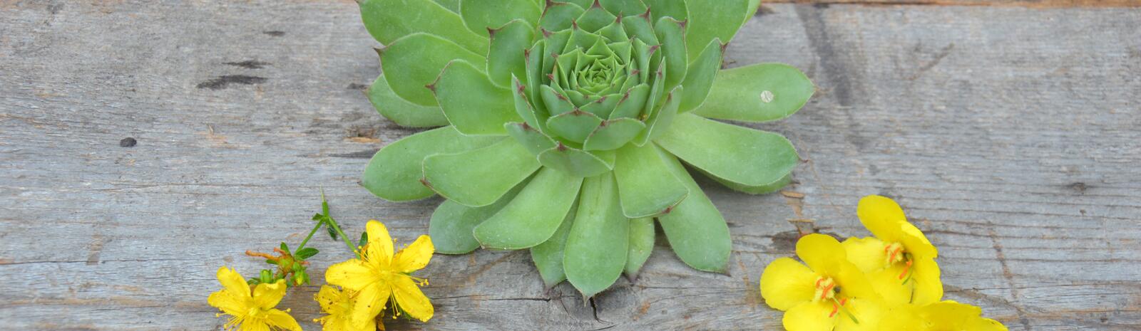 houseleek and St. John's wort | © Susanne Mitterer