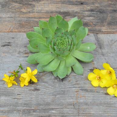 houseleek and St. John's wort | © Susanne Mitterer