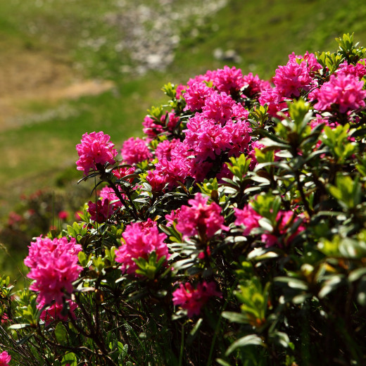 Almrosen | © c Dietmar Sochor Almrosen | © c Dietmar Sochor