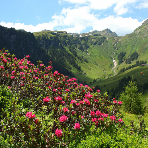 Almrosen und Tristkogel | © c Dietmar Sochor Almrosen und Tristkogel | © c Dietmar Sochor