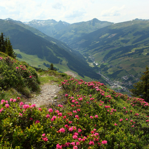 Almrosen im Home of Lässig | © c Dietmar Sochor Almrosen im Home of Lässig | © c Dietmar Sochor