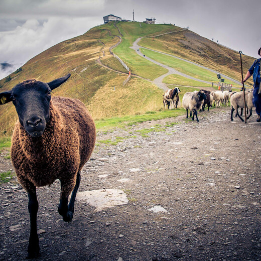 Schafabtrieb vom Schattberg | © Edith Danzer