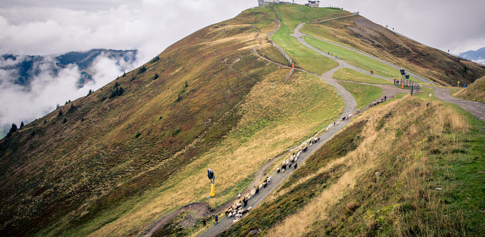 Die Herde bewegt sich bergwärts | © Edith Danzer